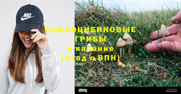 сатива Верея